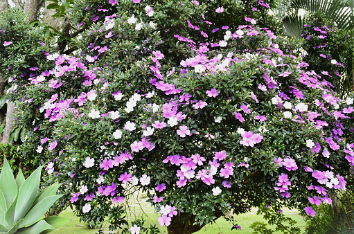 Tibouchina mutabilis tree full of pink and pink white flowers and buds