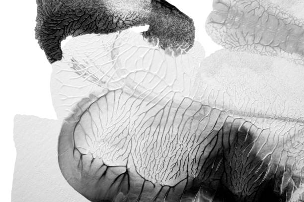 istock black white abstract acrylic painting color texture on white paper background by using rorschach inkblot method 1490329421