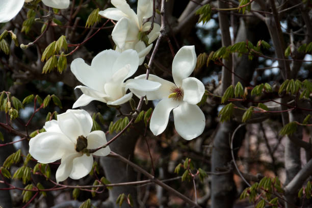 istock White magnolia in the spring garden 1490331188