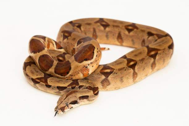 istock Salmon Boa Constrictor hypo snake  on white background 1490331445