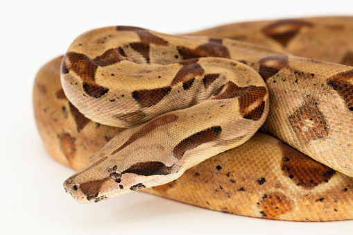 Salmon Boa Constrictor hypo snake isolated on white background