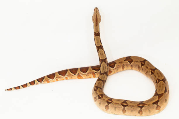 istock Salmon Boa Constrictor hypo snake  on white background 1490331546