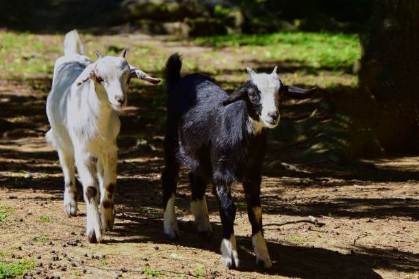 istock Closeup of goats standing in a forest on a s 1490331979