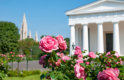 Stroll through the summery Viennese city center. On the right in the picture the famous Theseus Temple in the Volksgarten in Vienna's 1st district Innere Stadt. On the left in the picture the Vienna City Hall.