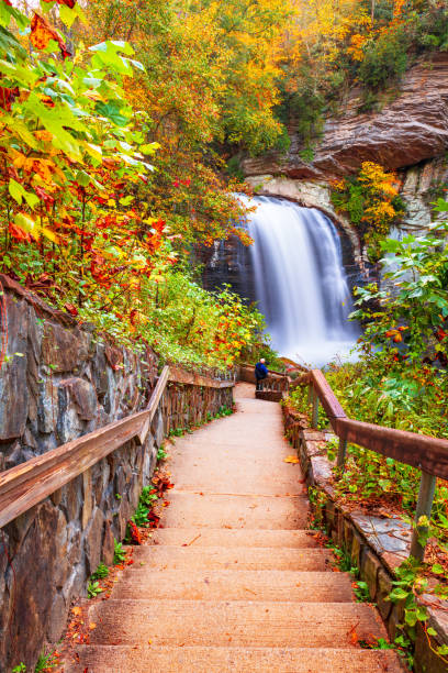 looking glass falls nella foresta nazionale di pisgah, carolina del nord - vertical forest national forest woods foto e immagini stock