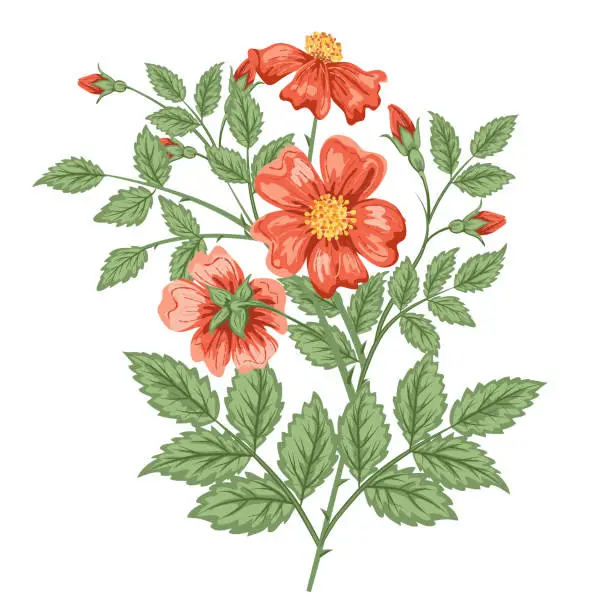 Vector illustration of Wild Rose On A Transparent Background