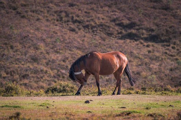 Dartmoor Pony Grazing next to Fernworthy Reservoir, Dartmoor, Devon