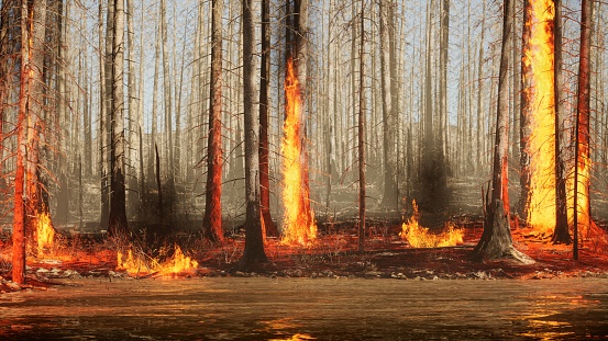 Forest Fire, Slash And Burn, Water's Edge, Lakeshore, Burnt Pine