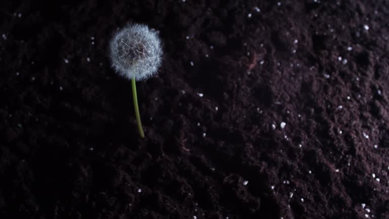 A fluffy white dandelion on a high stem grows from the ground. Nature and ecology