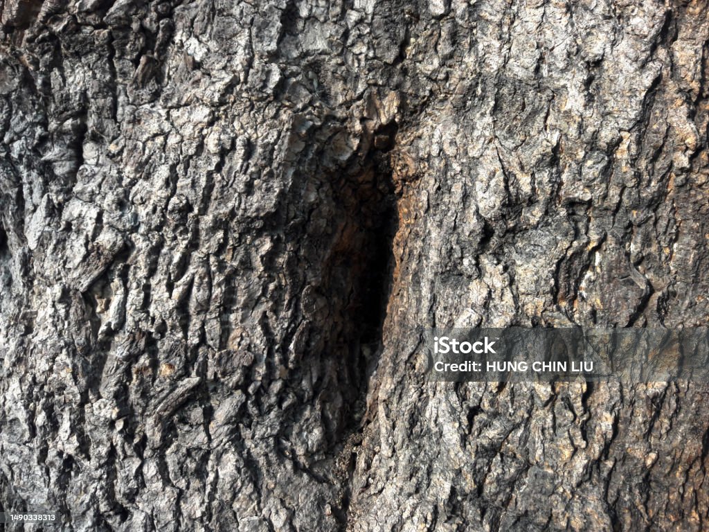 Tree Trunk Shading Tree Bark Texture Closeup Seamless Tree Bark Background Old Tree Brown ...