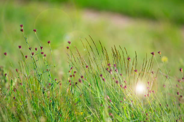 istock glare sun bokeh background wild spring flowers 1490338440