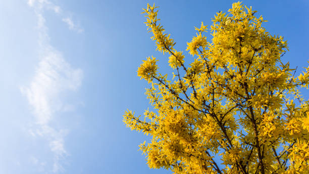 istock Yellow Forsythia against blue sky 1490339178