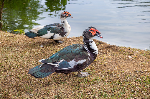 Two barbary or muscovy ducks beside a lake in a public park in the center of Kandy which is a large city in the central Sri Lanka