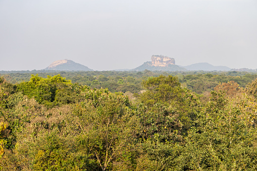 View to the famous Sigiriya rock - there is ruins of a old castle on the top - in Dambulla in the Central Province in Sri Lanka