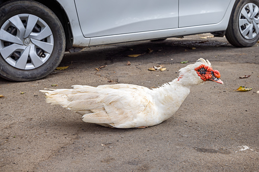 Kandy, Central Province, Sri Lanka - February 25th 2023:  Muscovy duck in a parking lot in the center of Kandy - the duck comes from the nearby lake and is part of little flock