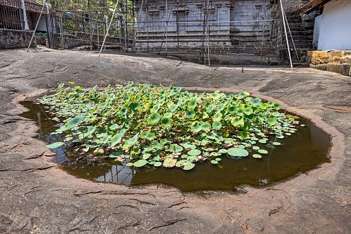 Small pond on a rocky ground behind a Buddhist temple with water lily and lotus plants - but no flowers - in Pilimathalawa in the central part of Sri Lanka