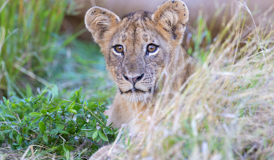 A lion cub staring right in to the camera.
