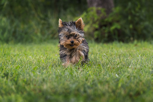 Yorkshire Terrier puppy running in the grass. Selective focus.