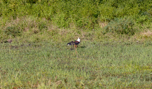 istock African fish eagle on ground in natural African habitat 1490342032