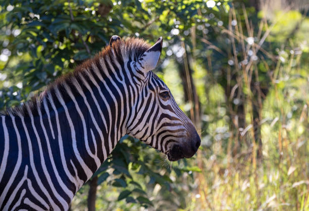 gros plan d’un zèbre isolé dans un habitat naturel africain - zebra africa wildlife nature photos et images de collection