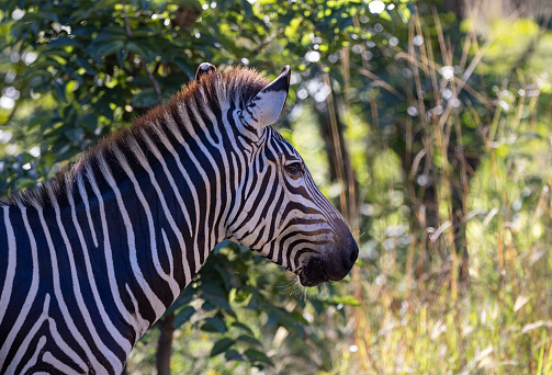 South Luangwa Nation park is located in the southern area of Zambia and is home to an abundant amount of wildlife.