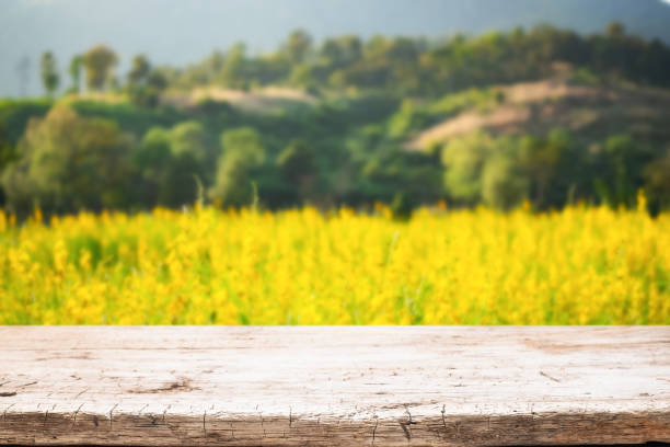 istock Empty wooden desk space platform and blurred field or farm background for product display montage. 1490342886