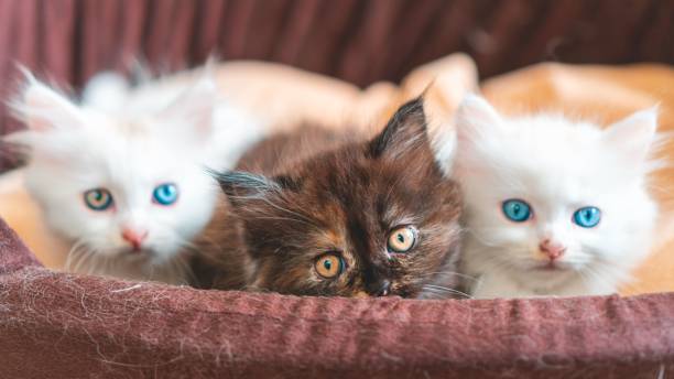 istock Closeup of three cute Persian kittens in a small bed with a blurry background 1490343761