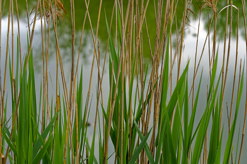 Scenic view of pond with reed at public park named Irchel at City of Zürich on a cloudy spring morning . Photo taken May 9th, 2023, Zurich, Switzerland.