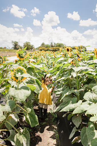 A 4-Year-Old Cuban-Amerian Girl with Brown Curly Hair & Brown Eyes Wearing a Yellow Dress & Dark Green Rainboots Having Fun in a Field of Large Vibrant Yellow Sunflowers Growing Under the Bright South Florida Sunshine. A Blue Sky With Puffy White Clouds fills the Background. Captured at Midday, in the Spring of 2023 in West Boynton Beach, Florida.