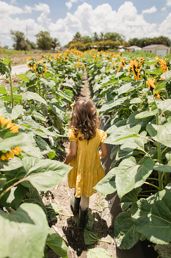 A 4-Year-Old Cuban-Amerian Girl with Brown Curly Hair & Brown Eyes Wearing a Yellow Dress & Dark Green Rainboots Having Fun in a Field of Large Vibrant Yellow Sunflowers Growing Under the Bright South Florida Sunshine. A Blue Sky With Puffy White Clouds fills the Background. Captured at Midday, in the Spring of 2023 in West Boynton Beach, Florida.