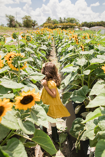 A 4-Year-Old Cuban-Amerian Girl with Brown Curly Hair & Brown Eyes Wearing a Yellow Dress & Dark Green Rainboots Having Fun in a Field of Large Vibrant Yellow Sunflowers Growing Under the Bright South Florida Sunshine. A Blue Sky With Puffy White Clouds fills the Background. Captured at Midday, in the Spring of 2023 in West Boynton Beach, Florida.