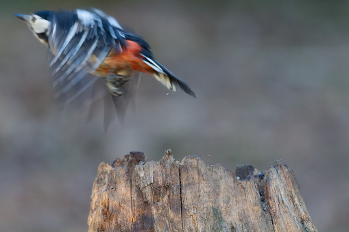 Blurred photo of a great spotted woodpecker flying away. The tree stump from which the bird flew is clearly visible.
