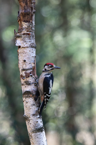 Spotted woodpecker on birch trunk with fresh spring green