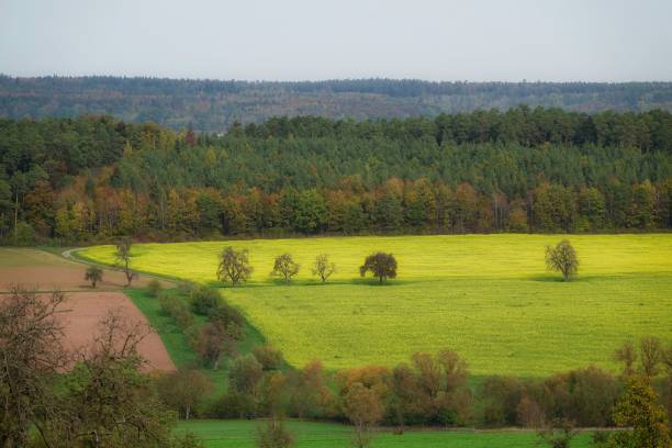 istock a field with an orange tree, a yellow field with some grass 1490347108