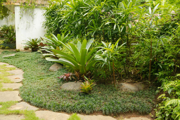 istock Tropical mixed flower bed. Background, sunny day at tropical park 1490347770