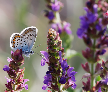Large photo with small butterfly also known aricia allous sitting on Veronica flower plant with lots of tiny purple flowers on blurred green background