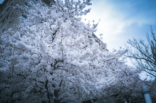 A vibrant blooming tree with white flowers in front of pastel-colored buildings