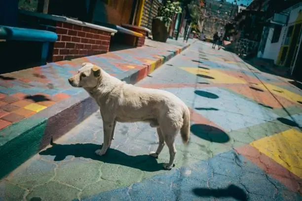 A dog standing on a vibrant-colored pathway in front of a large red brick building