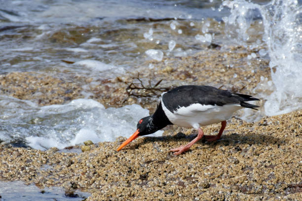 istock Oystercatcher on the Rocks 1490350297