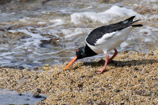 istock Oystercatcher on the Rocks 1490350301