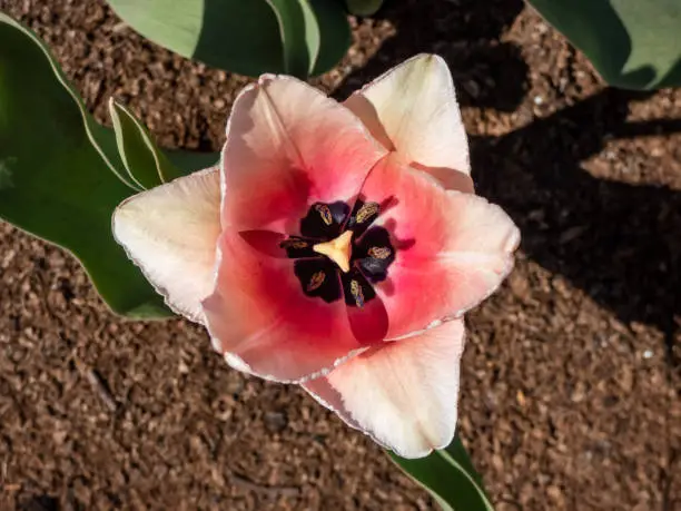 Photo of Tulip Salmon Impression with pale pink gently flushed with apricot- pink flowers. The flowers are large and goblet shaped held on tall strong stems. The inner petals are deep salmon with bluish base