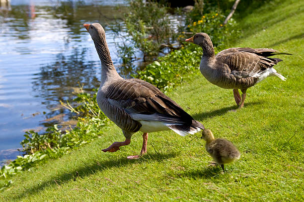 istock American duck family 149035119