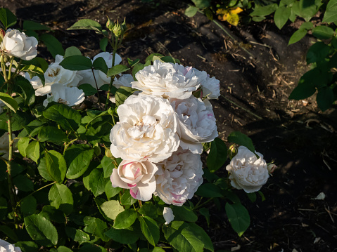 'Winchester Cathedral' English Shrub Rose Bred By David Austin blooming with medium-sized, loose petalled, white with a touch of pink rosettes in the garden in summer