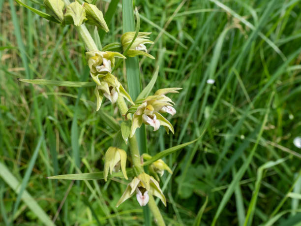 the broad-leaved helleborine (epipactis helleborine). the flowers are arranged in long drooping racemes with green sepals, the lower labellum is pale red - long leaved helleborine imagens e fotografias de stock