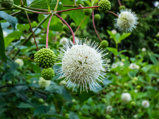 istock Flowering plant buttonbush, button-willow or honey-bells (Cephalanthus occidentalis) blooming in summer. Macro shot of white flower arranged in spherical inflorescence 1490352333