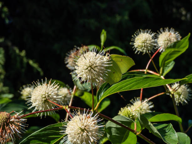 istock The common brimstone (Gonepteryx rhamni) on the Buttonbush, button-willow or honey-bells (Cephalanthus occidentalis) flowering in summer. Flower arranged spherical inflorescence 1490352380