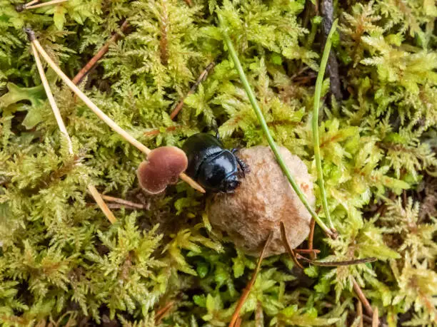 Beautiful macro shot of glossy earth boring dung-beetle - (Geotrupes stercorarius) crawling on the forest ground on a small mushroom among green moss