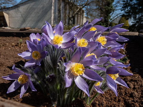Close-up of a group of the Bell-shaped, purple flowers of Eastern pasqueflower or cutleaf anemone (Pulsatilla patens) growing and blooming in the garden in early spring