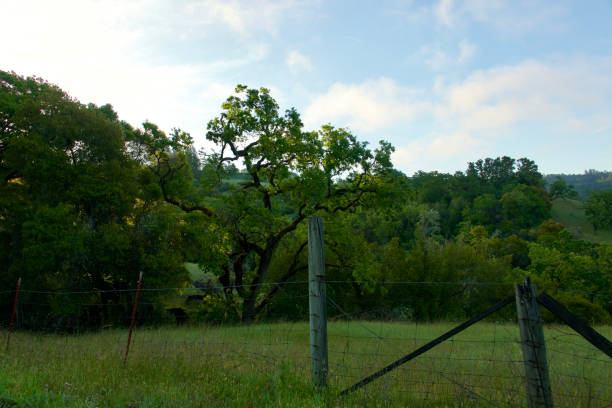 istock Mature tree on a grassy country hillside in morning light 1490352920