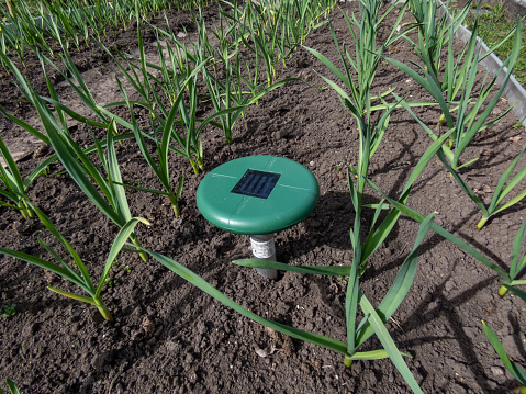 Primer plano del dispositivo repelente de topos ultrasónico alimentado por energía solar o dispositivo repelente en el suelo en un lecho de vegetales entre pequeñas plantas de cebolla en el jardín photo